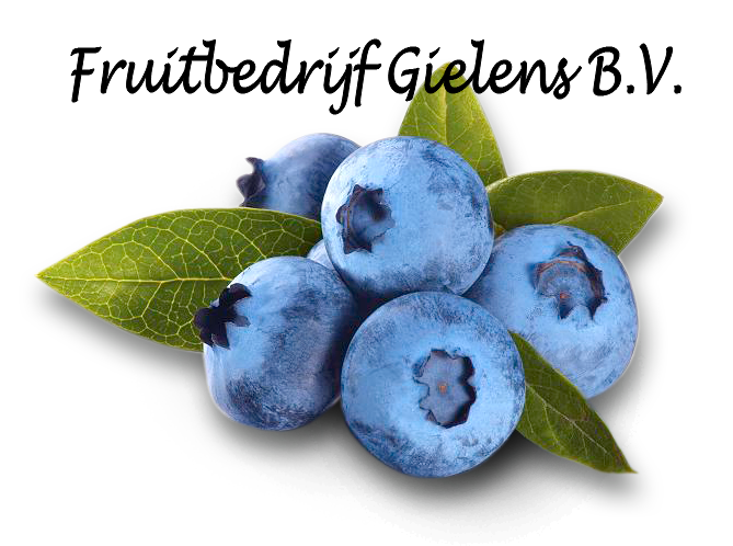 Fruitbedrijf Gielens Bosbessen Neer blauwe bessen